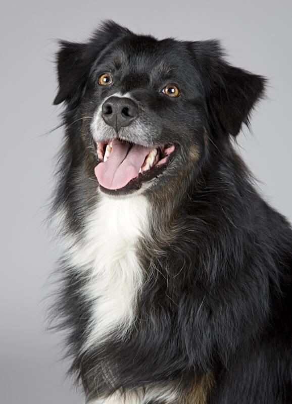 border collie smiling at the camera while sitting down.